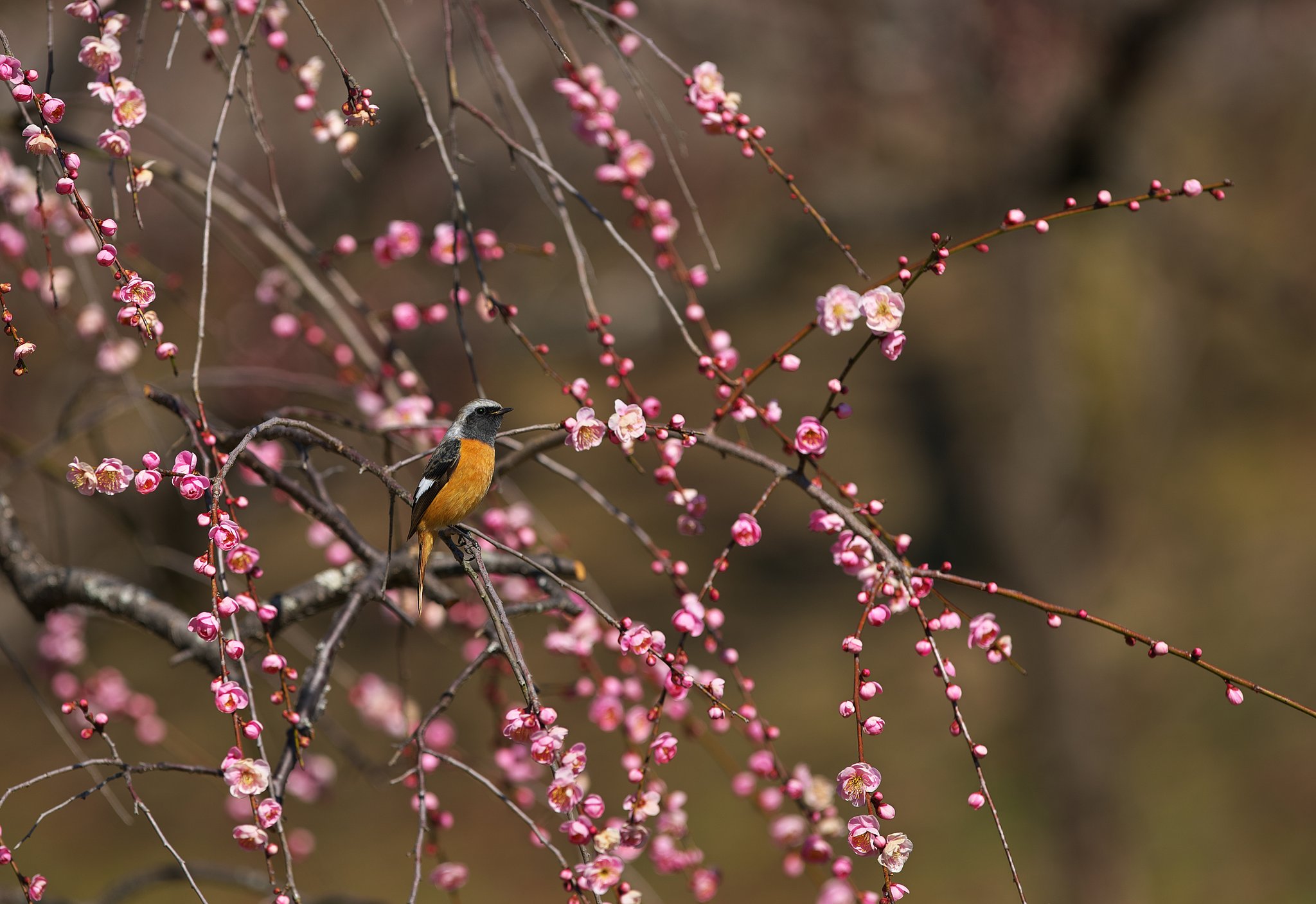 花日和