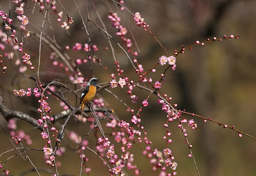 花日和
