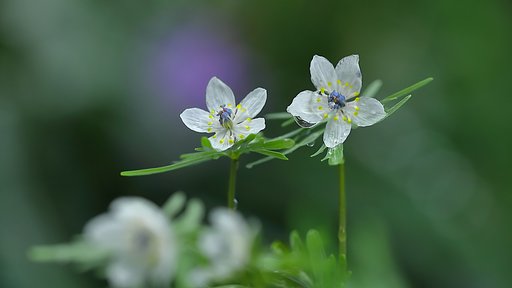 雨後のセツブンソウ