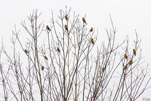 枯れ木に鳥を咲かせましょう♪