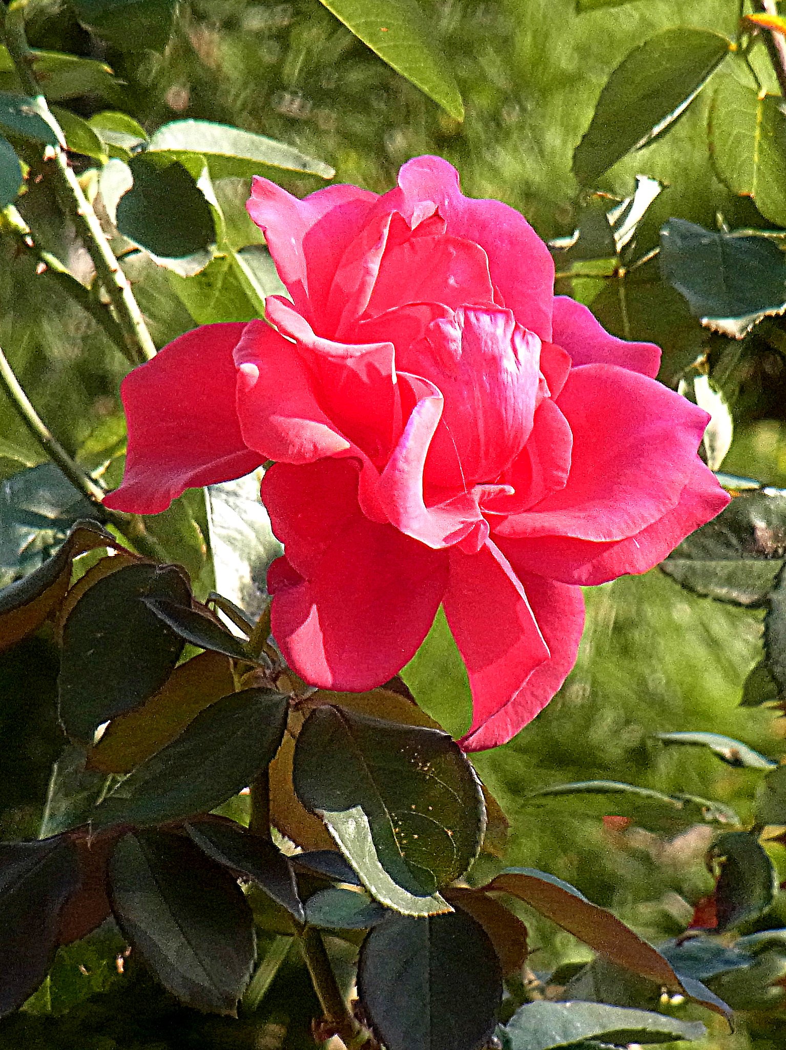 薔薇