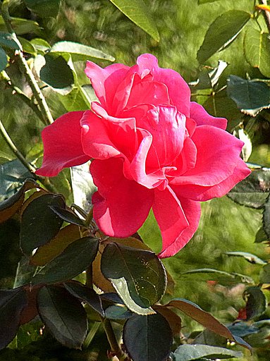 薔薇