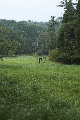 湿原