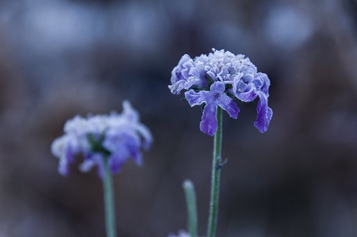 Frozen flower