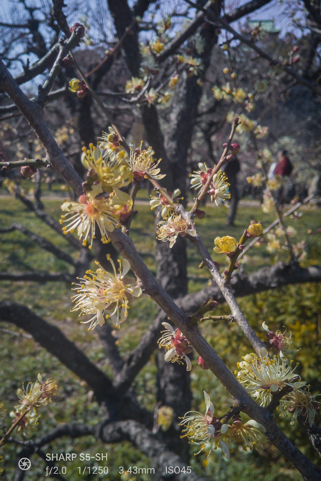 本黄梅（大阪城梅林）