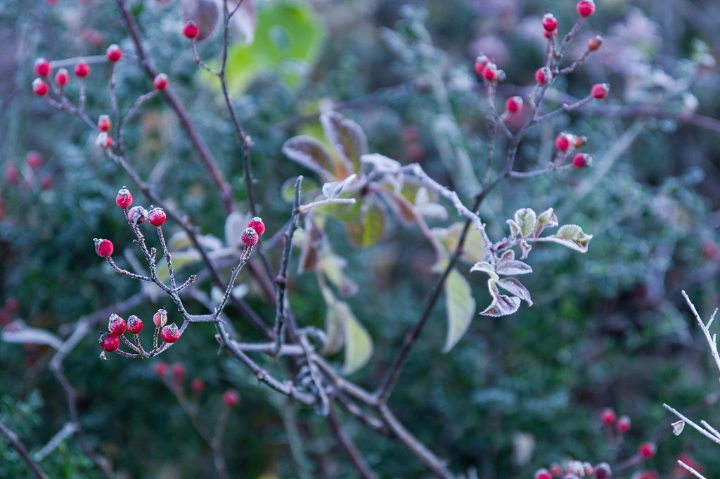 Frozen　Fruit　