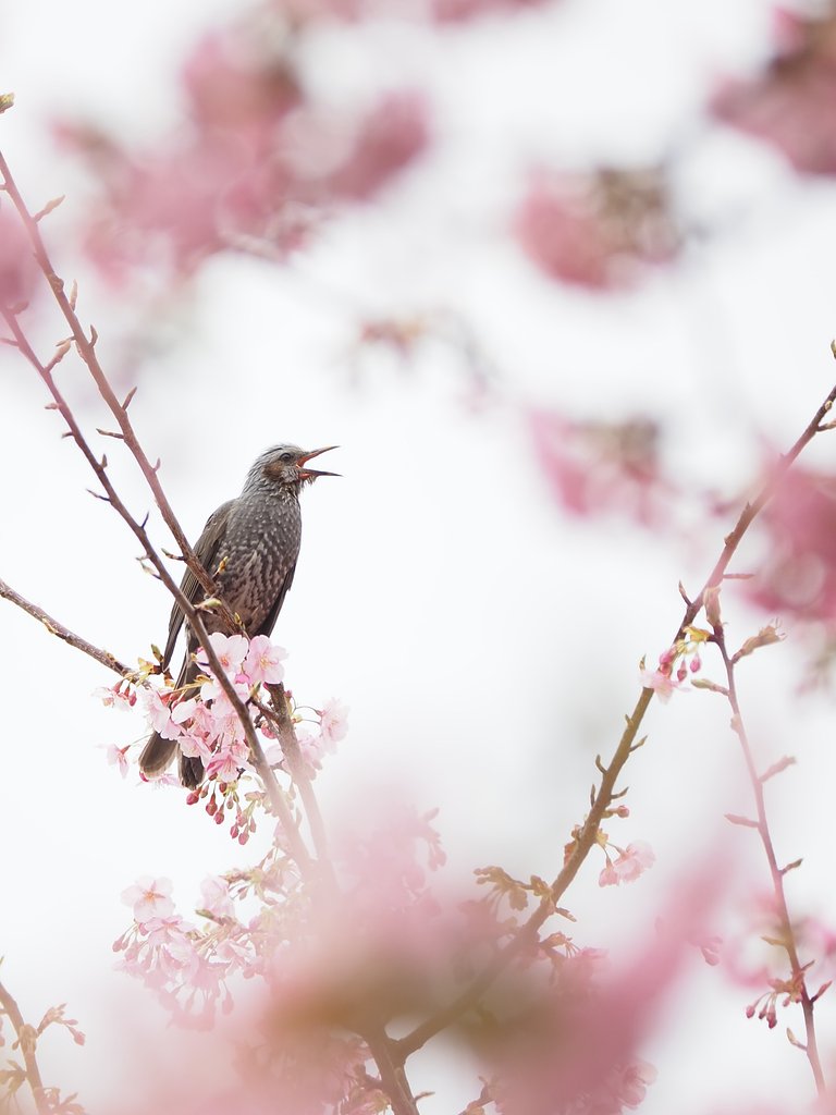 春がキター！