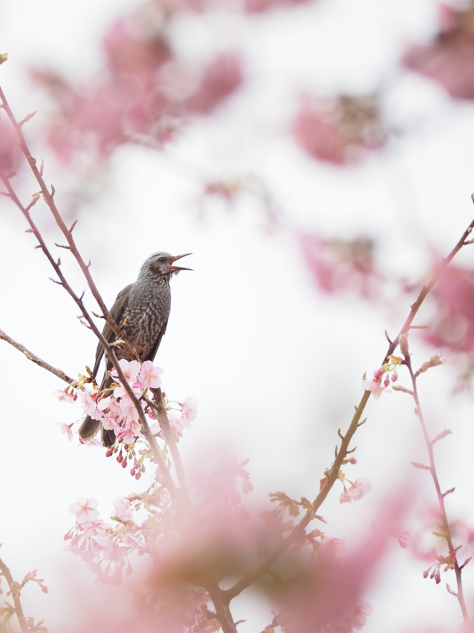 春がキター！