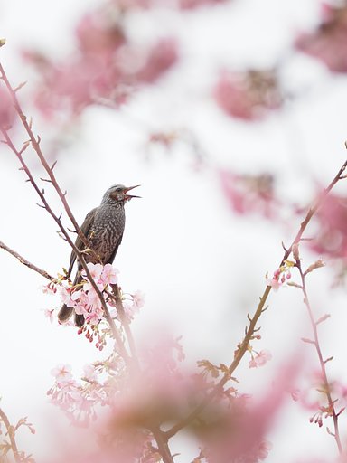 春がキター！