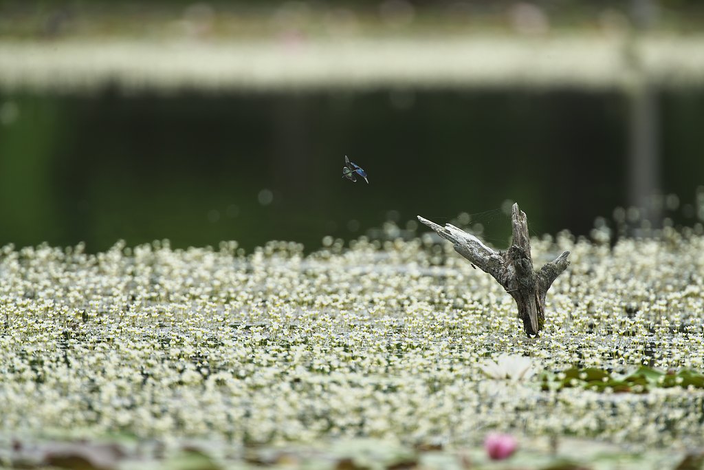 空中給油２