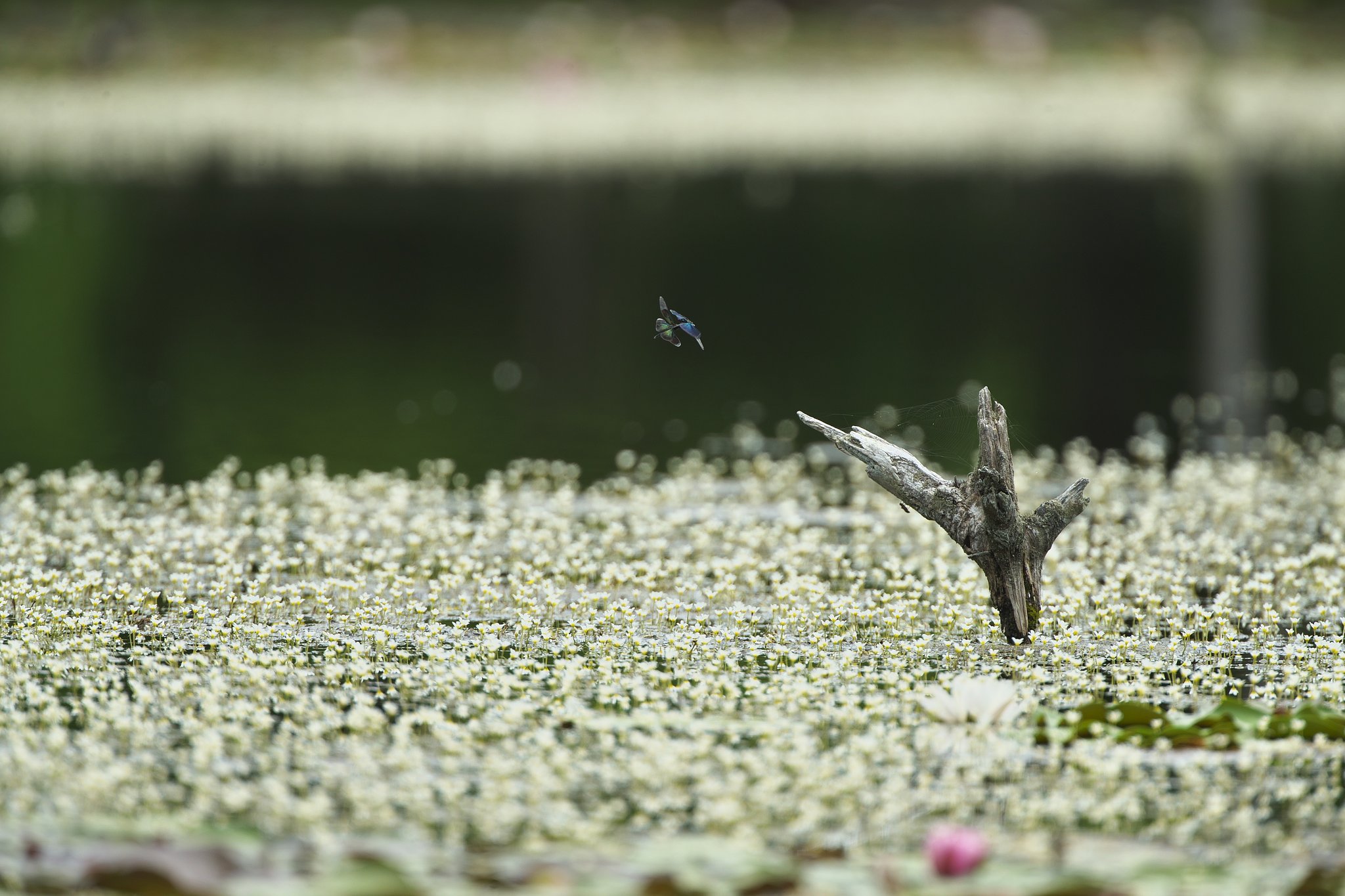 空中給油２
