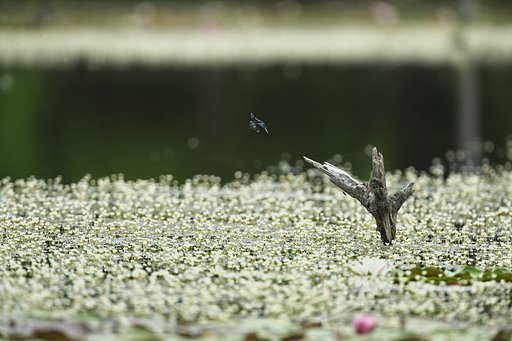 空中給油２