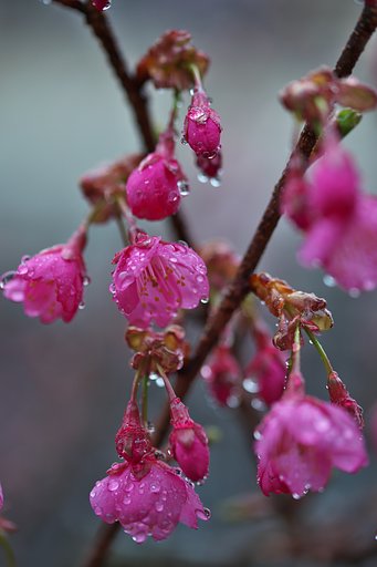 寒緋桜