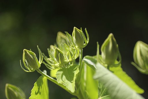 Tamron 90mm f2.8 macro 172E