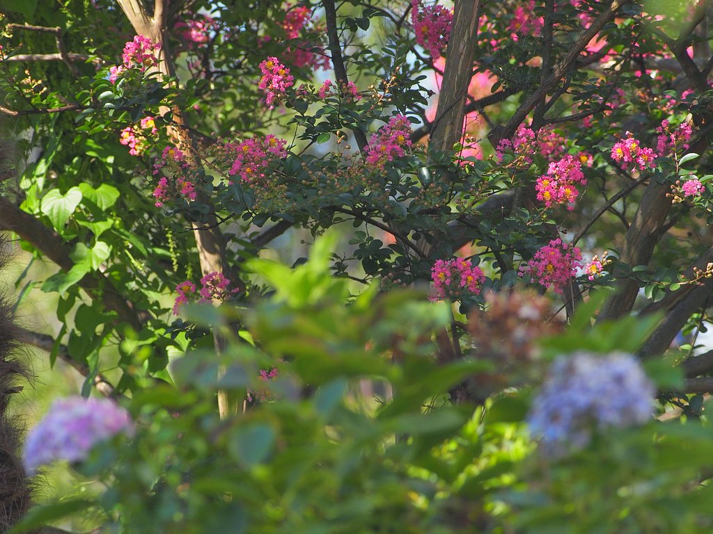 夏への移ろい