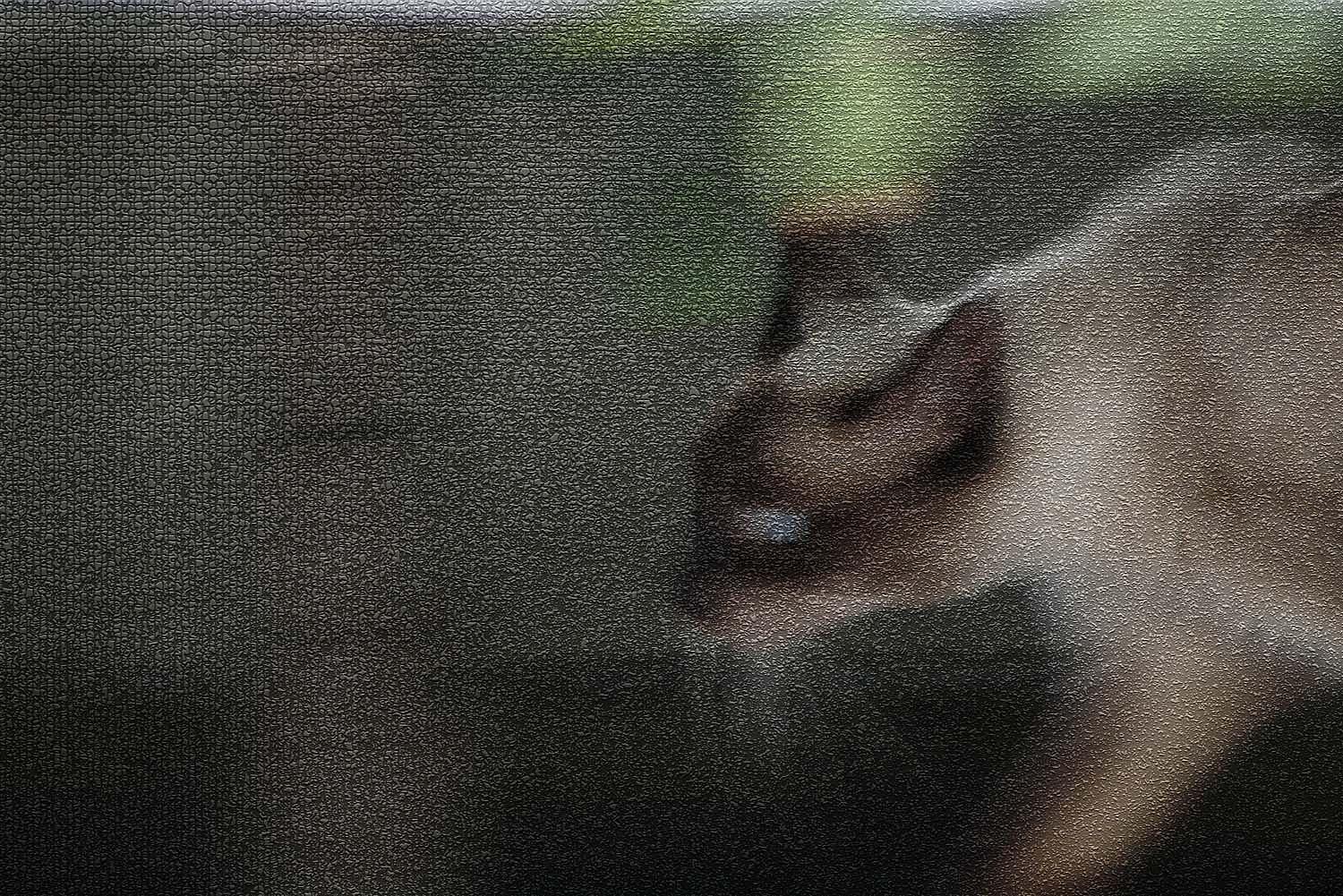 野生