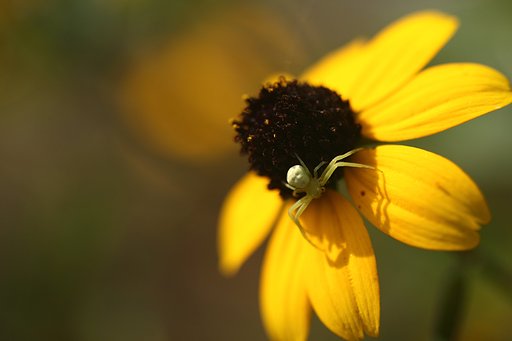 EF50mm f2.5 Compact Macro