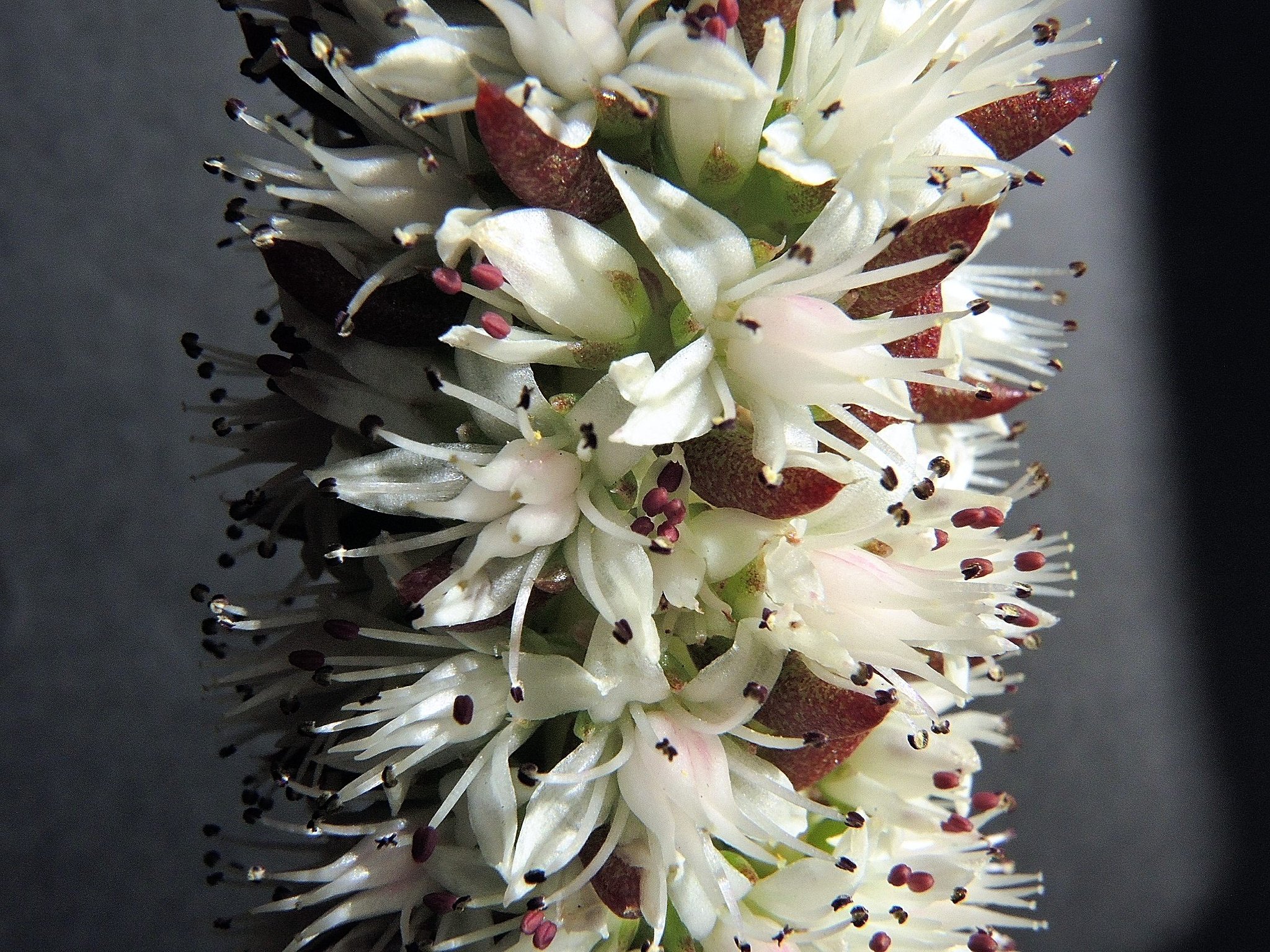 ツメレンゲ　２