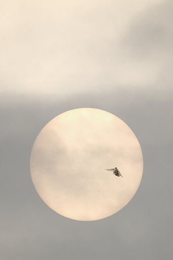 太陽の鳥、その名はセッカ