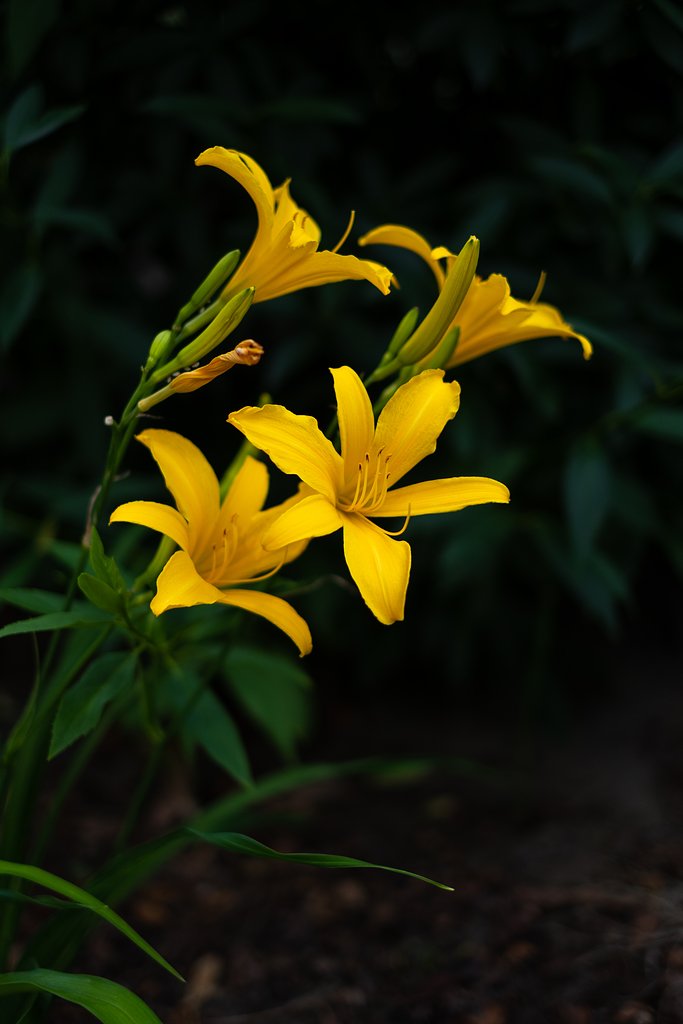 XF35mmF1.4 R