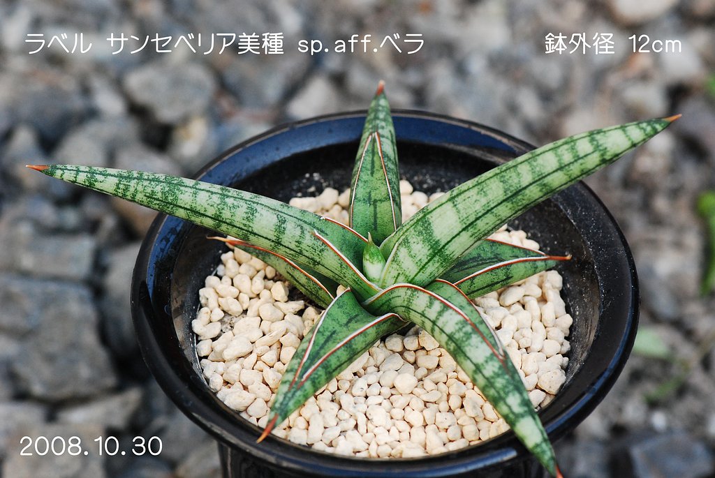 　サンセベリア