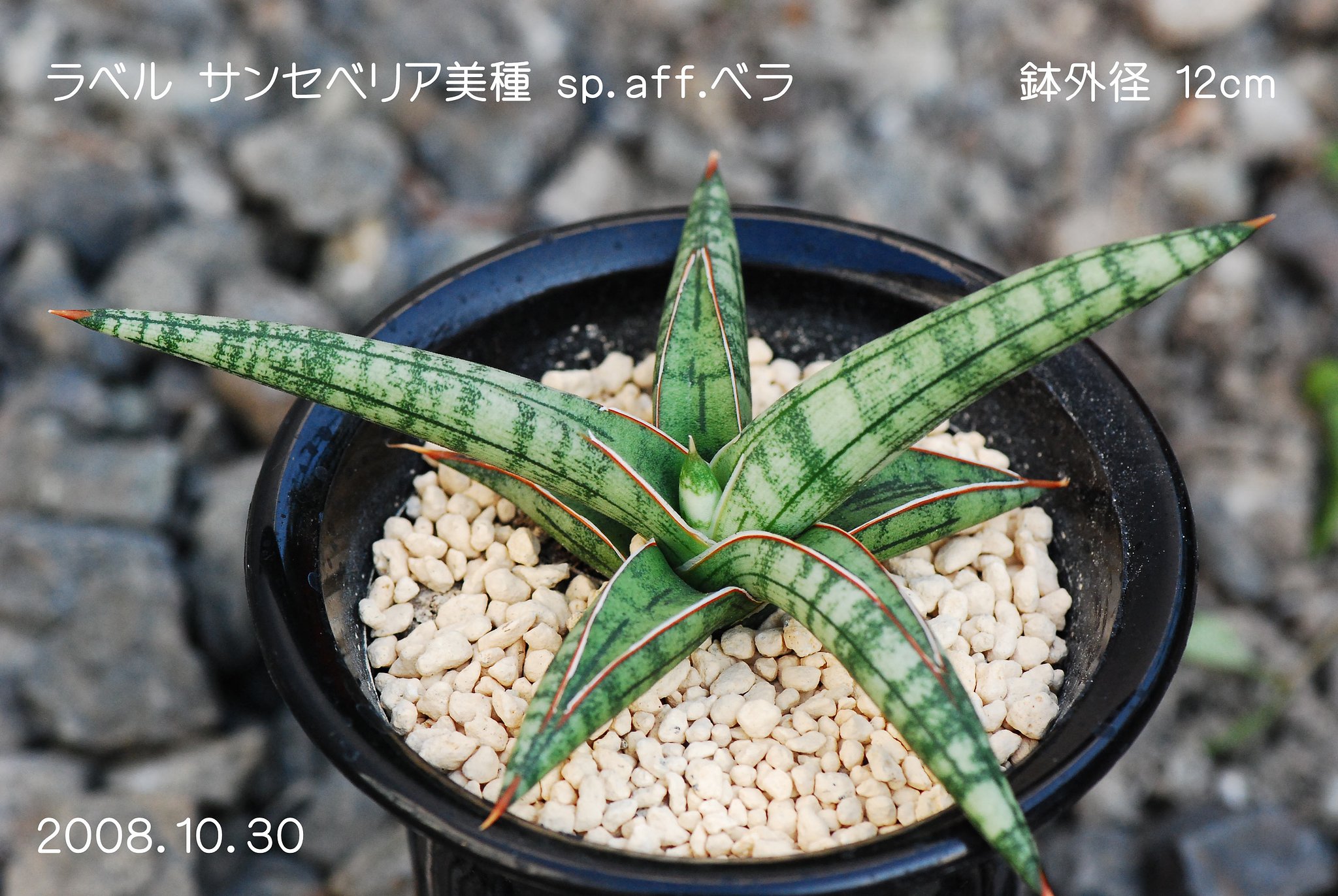 　サンセベリア