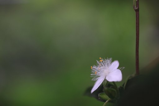 トキワツユクサ