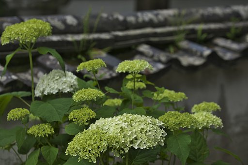 紫陽花4