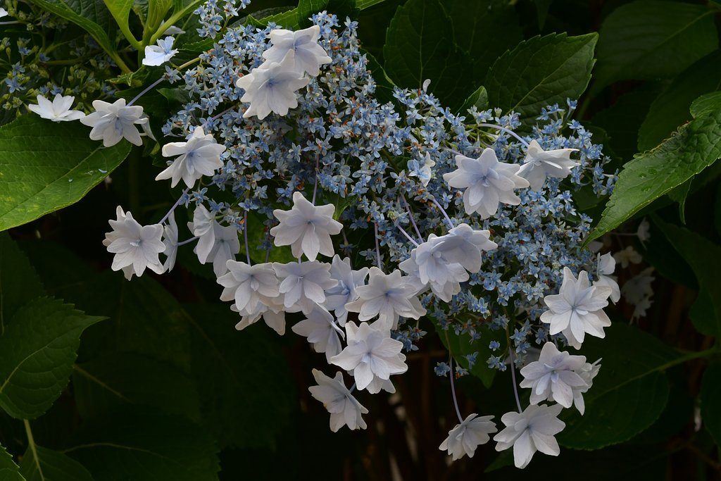 紫陽花