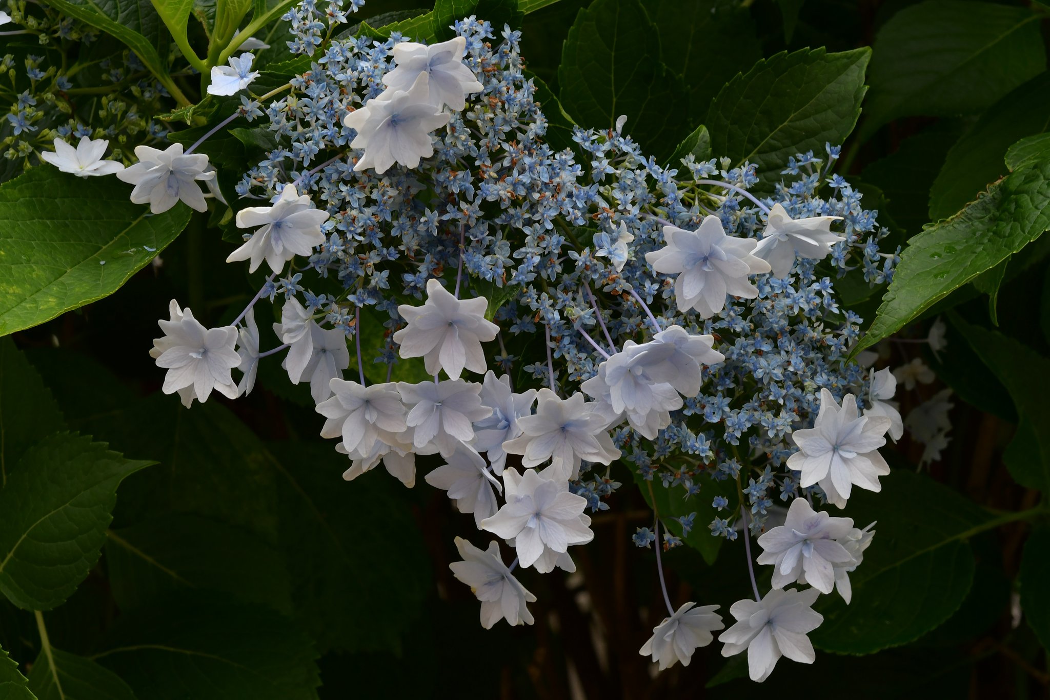 紫陽花