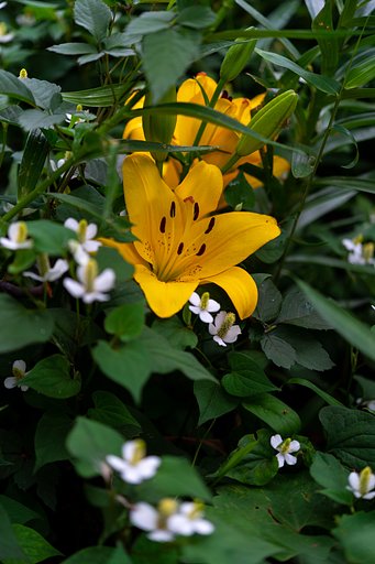 AF-S NIKKOR 60mm F2.8G ED