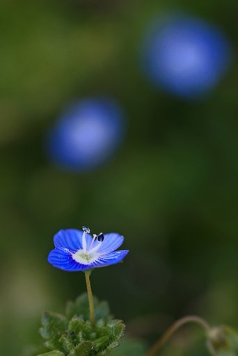 オオイヌノフグリ「