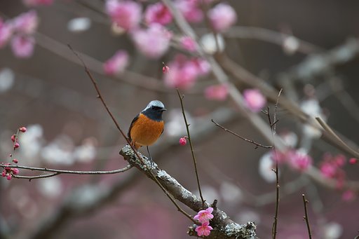 見張り番