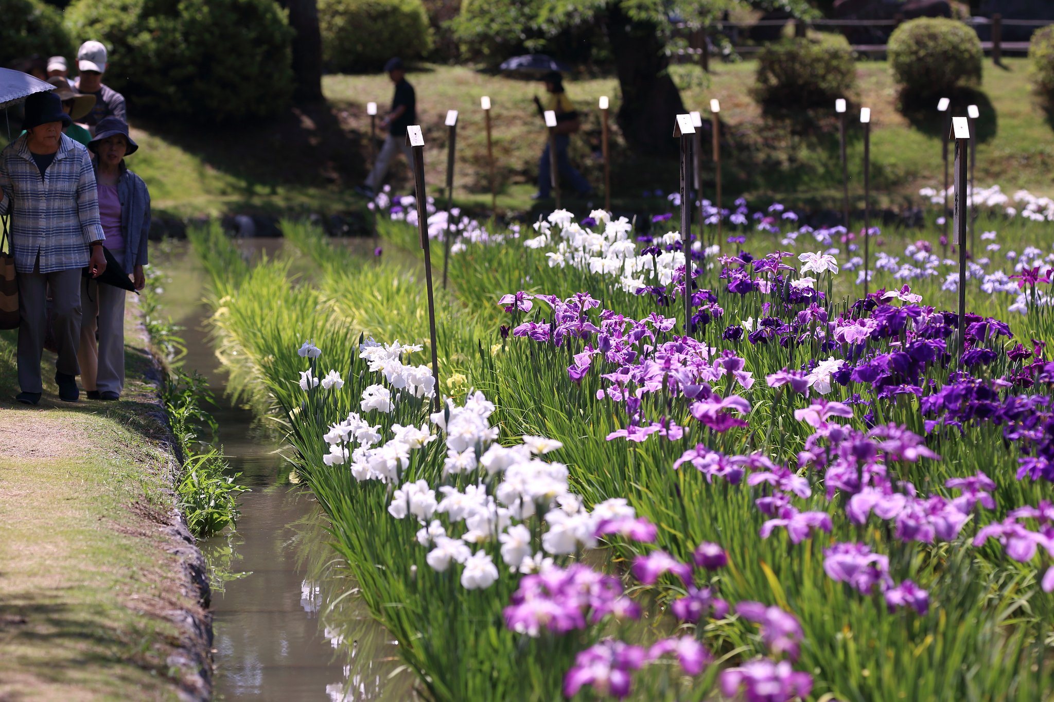吉香公園菖蒲園（山口県岩国市）