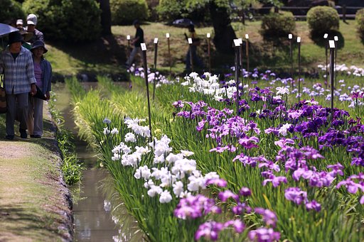 吉香公園菖蒲園（山口県岩国市）