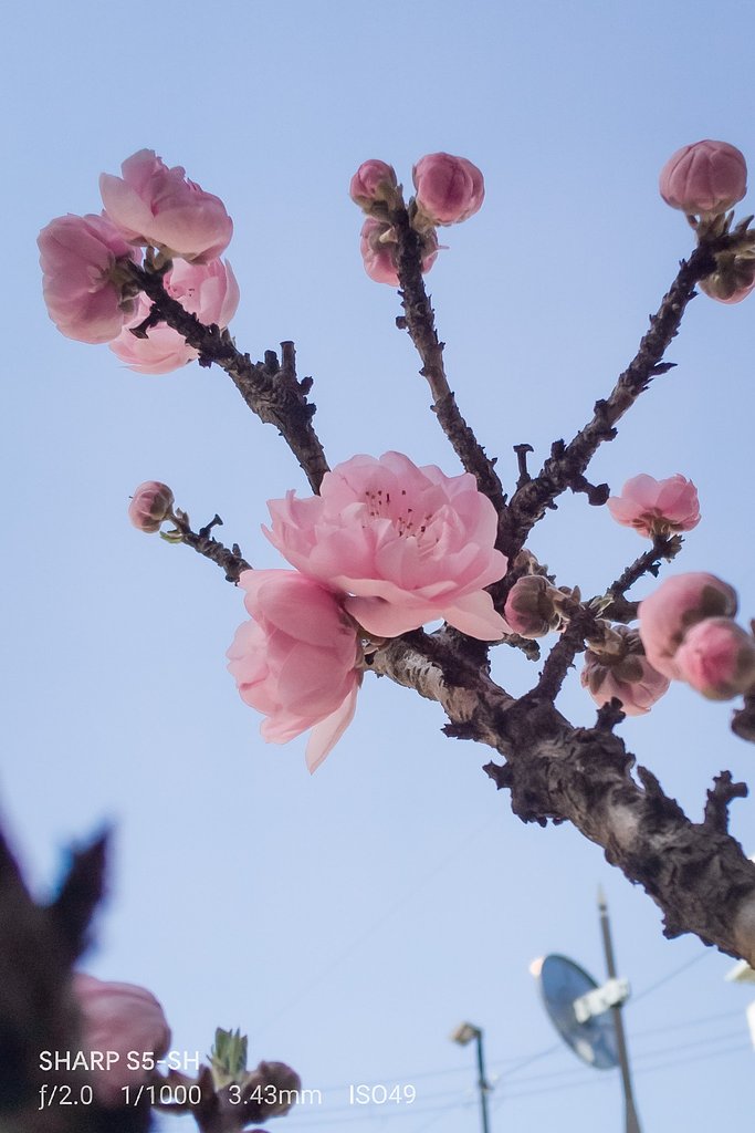 ハナモモ開花。