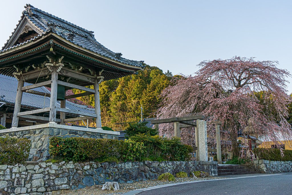 【好きなもの　桜2020】勝泉寺