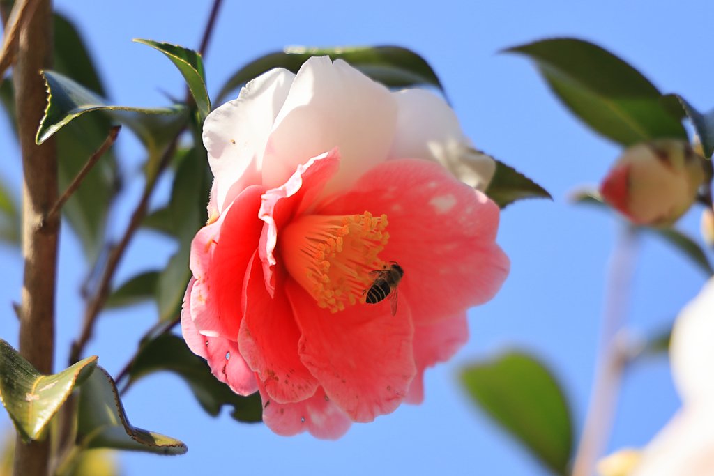 蜜の味