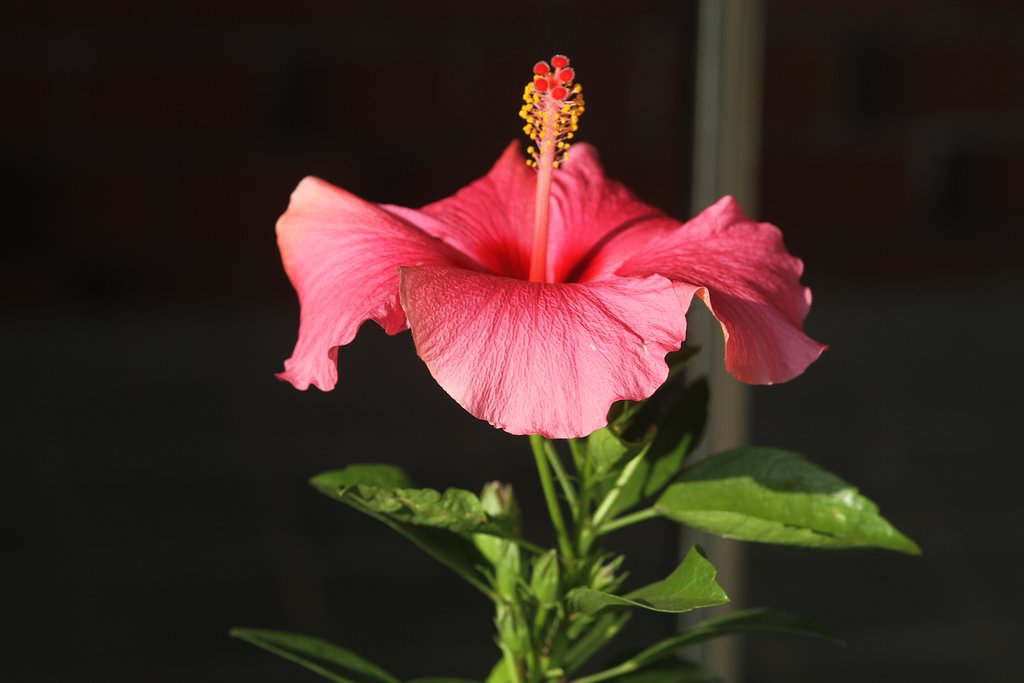 Sigma105mmF2.8Macro