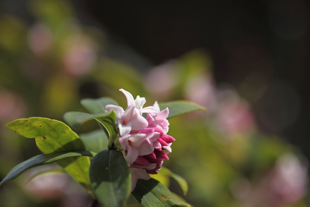 沈丁花