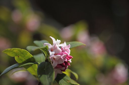 沈丁花