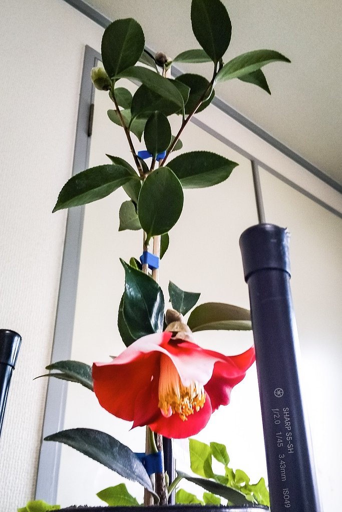 赤椿、斑入り花