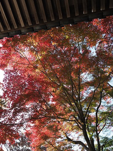 能仁寺の秋