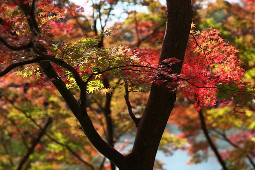 もみじ三昧