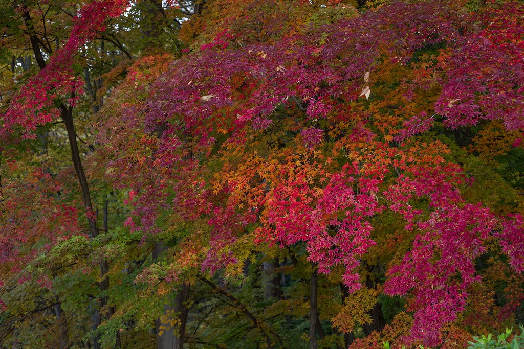 朝の紅葉