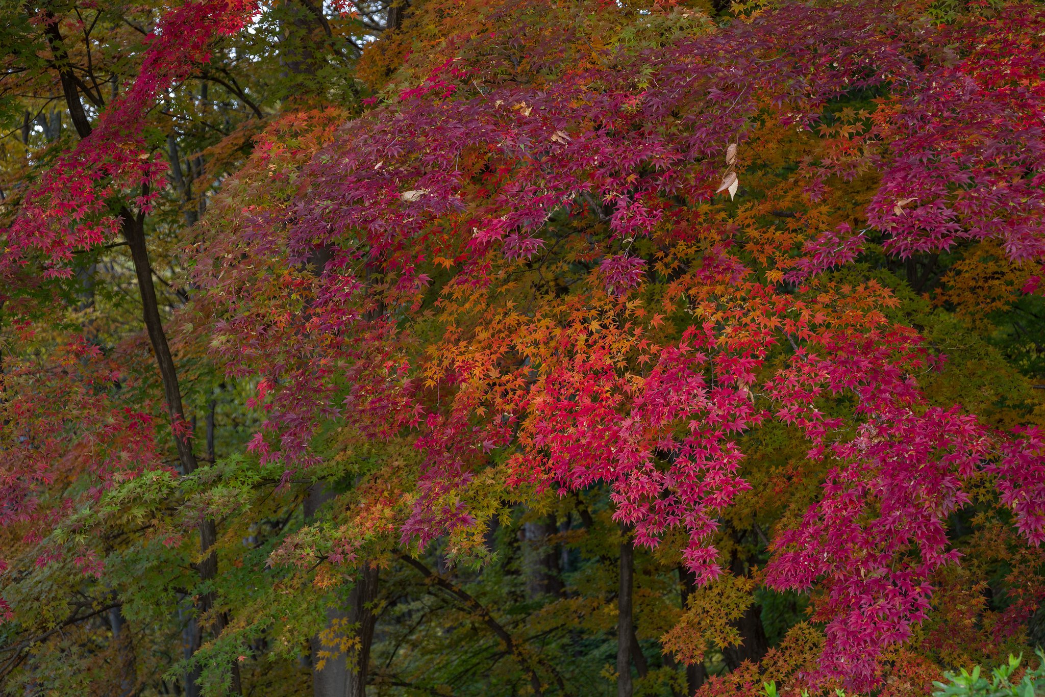 朝の紅葉