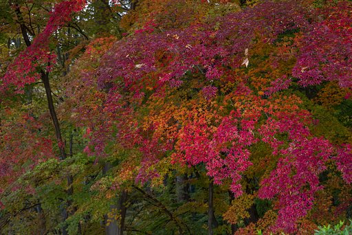 朝の紅葉