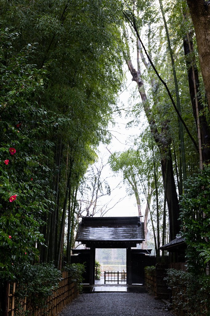 雨に竹林