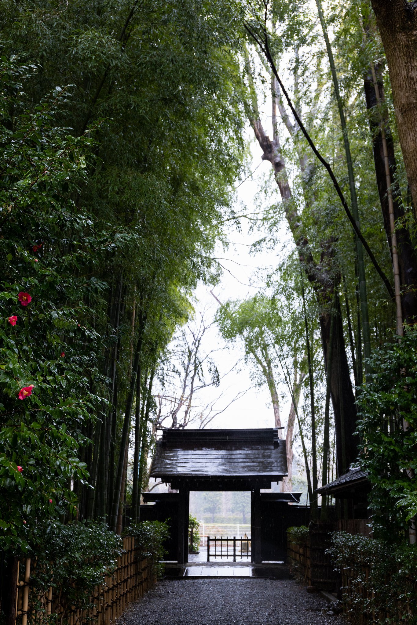 雨に竹林