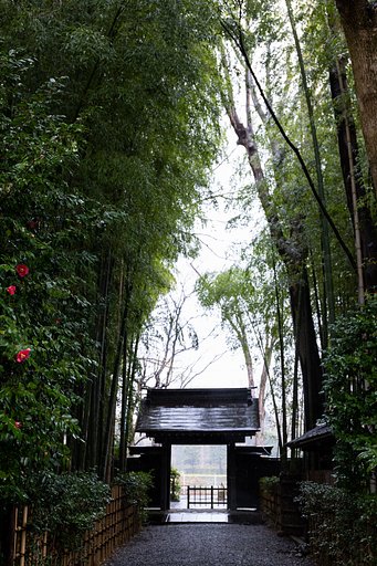 雨に竹林